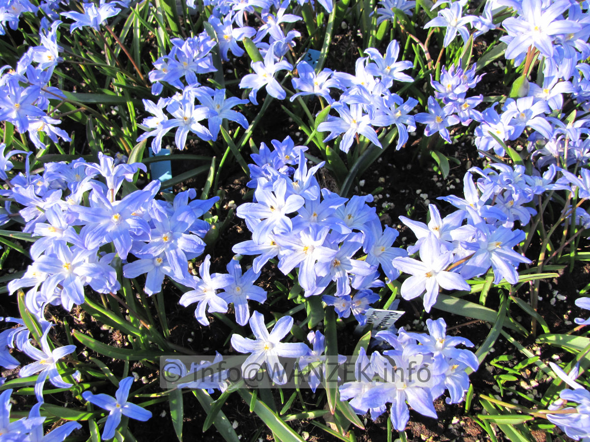 Chionodoxa luciliae 03.JPG